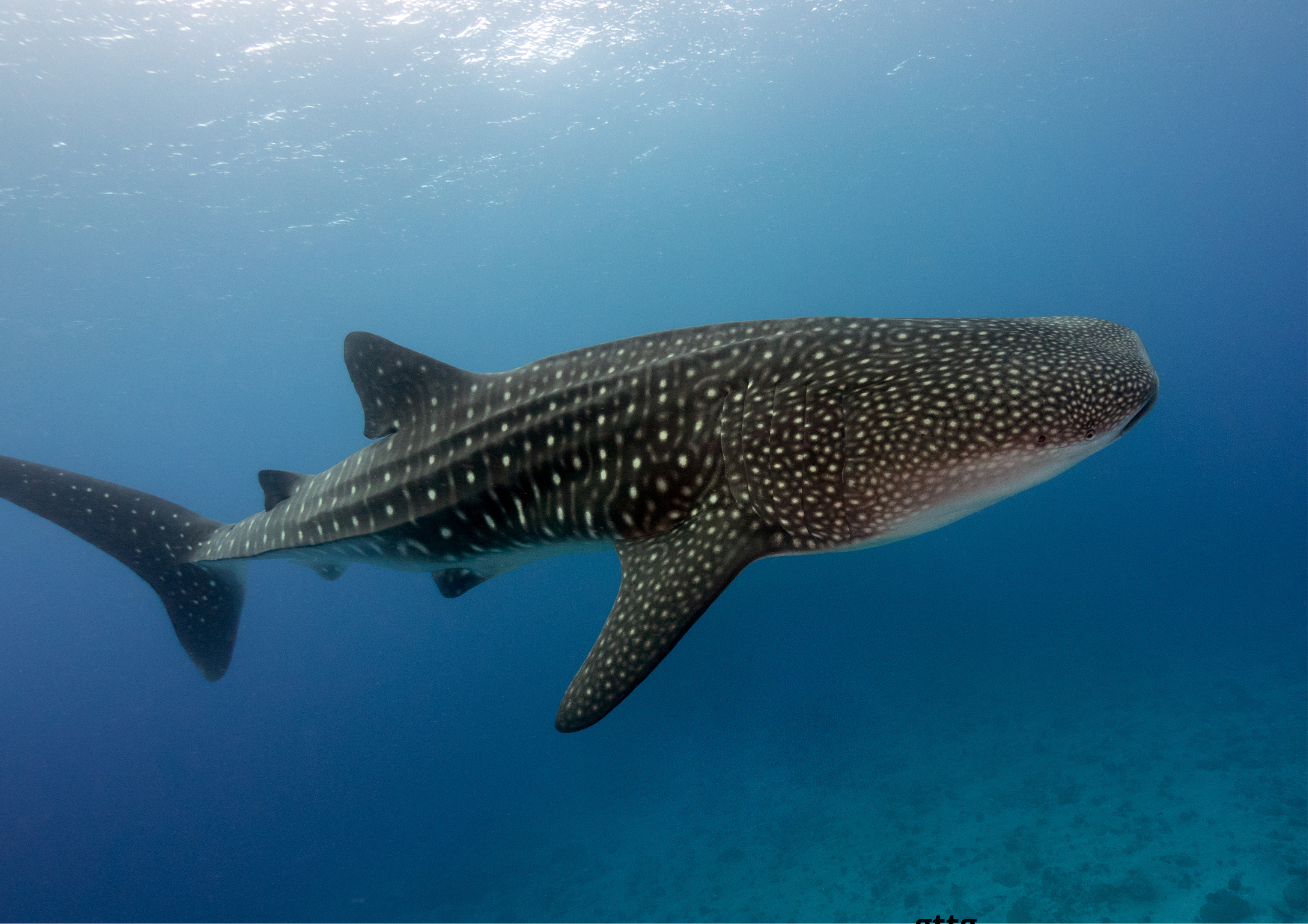 Sin título (A2 (horizontal)) (3)